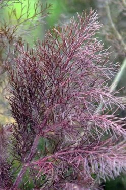 Bronze Fennel (Foeniculum Vulgare 'Purpureum') - 1 Gallon Pot -Cheap Plants Store Fennel Bronze 7