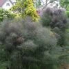 Bronze Fennel (Foeniculum Vulgare 'Purpureum') - 1 Gallon Pot -Cheap Plants Store Fennel Bronze 8