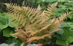 Autumn Fern - Dryopteris Erythrosora - 1 Gallon Pot -Cheap Plants Store Fern Autumn 1 1