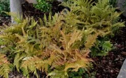 Autumn Fern - Dryopteris Erythrosora - 1 Gallon Pot -Cheap Plants Store Fern Autumn 2 1
