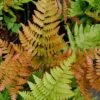 Autumn Fern - Dryopteris Erythrosora - 1 Gallon Pot 1 Autumn Fern - Dryopteris Erythrosora - 1 Gallon Pot -Cheap Plants Store Fern Autumn 500x750 2