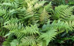 Autumn Fern - Dryopteris Erythrosora - 6 Pack Of 1 Gallon Pots -Cheap Plants Store Fern Autumn Summer