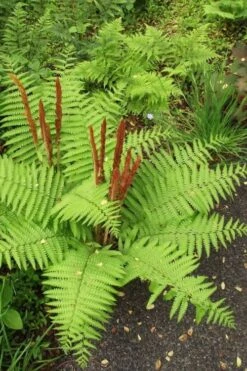 Cinnamon Fern (Osmunda Cinnamomea) - 6 Pack Of 1 Gallon Pots -Cheap Plants Store Fern Cinnamon 20