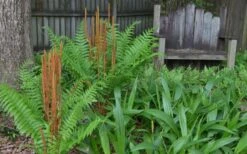 Cinnamon Fern (Osmunda Cinnamomea) - 6 Pack Of 1 Gallon Pots -Cheap Plants Store Fern Cinnamon 22