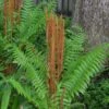 Cinnamon Fern (Osmunda Cinnamomea) - 6 Pack Of 1 Gallon Pots 2 Cinnamon Fern (Osmunda Cinnamomea) - 6 Pack Of 1 Gallon Pots -Cheap Plants Store Fern Cinnamon 23