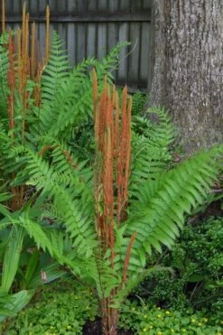 Cinnamon Fern (Osmunda Cinnamomea) - 6 Pack Of 1 Gallon Pots