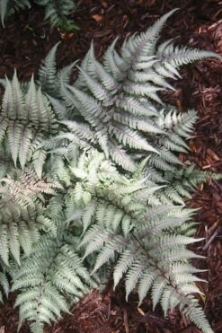 Japanese Painted Fern - 10 Count Flat Of Quart Pots 13 Japanese Painted Fern - 10 Count Flat Of Quart Pots -Cheap Plants Store Fern Japanese Painted 15 1