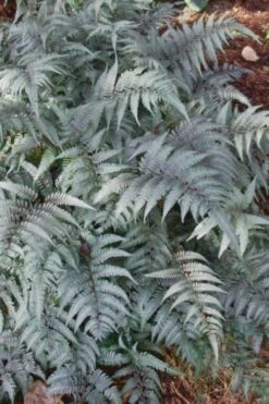 Japanese Painted Fern - 10 Count Flat Of Quart Pots 15 Japanese Painted Fern - 10 Count Flat Of Quart Pots -Cheap Plants Store Fern Japanese Painted 500x750 2