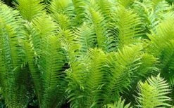 Ostrich Fern - Matteuccia Struthiopteris - 1 Gallon Pot -Cheap Plants Store Fern Ostrich 2