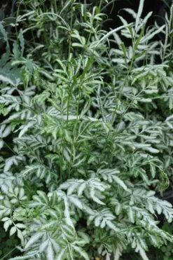 Silver Lace Fern - 5 Pack Of Quart Pots -Cheap Plants Store Fern Silver Lace 5