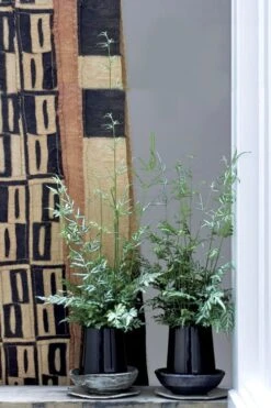 Silver Lace Fern - 5 Pack Of Quart Pots -Cheap Plants Store Fern Silver Lace 6