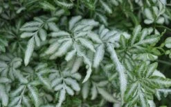 Silver Lace Fern - 5 Pack Of Quart Pots -Cheap Plants Store Fern Silver Lace Closeup