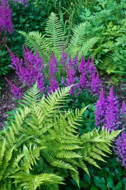 Southern Shield Fern (Dryopteris Ludoviciana) - 1 Gallon Pot -Cheap Plants Store Fern Southern Shield 20