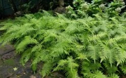 Southern Shield Fern (Dryopteris Ludoviciana) - 1 Gallon Pot -Cheap Plants Store Fern Southern Shield 21