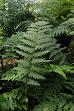 Southern Shield Fern (Dryopteris Ludoviciana) - 1 Gallon Pot -Cheap Plants Store Fern Southern Shield 22