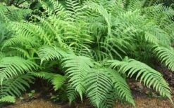 Southern Wood Fern (Thelypteris Kunthii) 2.5 Quart Pot -Cheap Plants Store Fern Southern Wood Kunthii 3 1