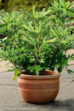 Little Ruby Dwarf Fig Tree - 3 Gallon Pot 12 Little Ruby Dwarf Fig Tree - 3 Gallon Pot -Cheap Plants Store Fig Little Miss Figgy 1