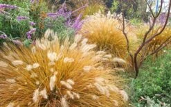 Hameln Dwarf Hardy Fountain Grass (Pennisetum) - 3 Gallon Pot -Cheap Plants Store Fountain Grass Hameln Fall