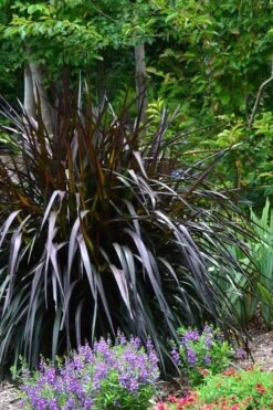Princess Caroline Purple Fountain Grass (Pennisetum) - 6 Pack Of 1 Gallon Pots