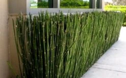 Horsetail Reed Grass - Equisetum Hyemale - 6 Pack Of 1 Gallon Pots -Cheap Plants Store Grass Horsetail 2