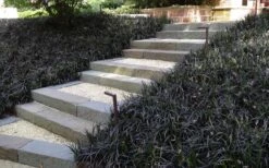 Black Mondo Grass - Ophiopogon Planiscapus 'Nigrescens' - 6 Pack Of 1 Gallon Pots -Cheap Plants Store Grass Mondo Black