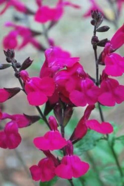 Heatwave Brilliance Salvia (Sage) - 1 Gallon Pot -Cheap Plants Store Heatwave Brilliance Salvia 500x750 1