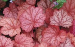 Georgia Peach Heuchera (Coral Bells) -3 Pack Of Quart Pots -Cheap Plants Store Heuchara Georgia Peach 2