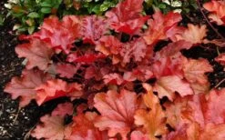 Peach Crisp Heuchera (Coral Bells) - 3 Pack Of Quart Pots -Cheap Plants Store Heuchara Peach Crisp Closeup
