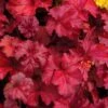Fire Chief Heuchera (Coral Bells) - 10 Pack Of Quart Pots -Cheap Plants Store Heuchera Fire Chief 1