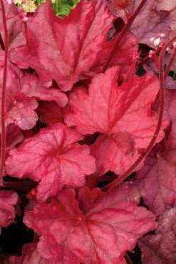 Fire Chief Heuchera (Coral Bells) - 10 Pack Of Quart Pots -Cheap Plants Store Heuchera Fire Chief 2
