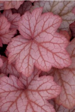 Georgia Peach Heuchera (Coral Bells) -3 Pack Of Quart Pots -Cheap Plants Store Heuchera Georgia Peach 10