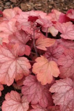 Georgia Peach Heuchera (Coral Bells) -3 Pack Of Quart Pots -Cheap Plants Store Heuchera Georgia Peach 11