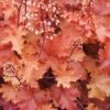 Peach Crisp Heuchera (Coral Bells) - 3 Pack Of Quart Pots -Cheap Plants Store Heuchera Peach Crisp 500x750 1
