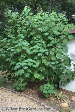 Confederate Rose Hibiscus (Rose Mallow) - 6 Pack Of Quart Pots -Cheap Plants Store Hibiscus Confederate Rose Shrub 1 500x700 1