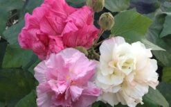 Confederate Rose Hibiscus (Rose Mallow) - 6 Pack Of Quart Pots -Cheap Plants Store Hibiscus Mutabilis Confederate Rose