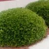 Bordeaux Dwarf Yaupon Holly - 3 Gallon Pot 2 Bordeaux Dwarf Yaupon Holly - 3 Gallon Pot -Cheap Plants Store Holly Bordeaux 10 1