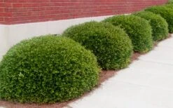 Bordeaux Dwarf Yaupon Holly - 3 Gallon Pot -Cheap Plants Store Holly Bordeaux 11 1