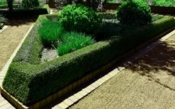 Bordeaux Dwarf Yaupon Holly - 1 Gallon Pot -Cheap Plants Store Holly Bordeaux 12