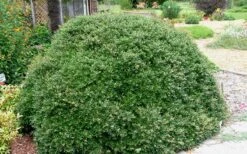 Bordeaux Dwarf Yaupon Holly - 1 Gallon Pot -Cheap Plants Store Holly Bordeaux 13