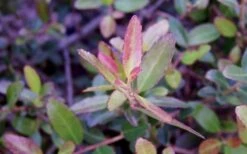 Bordeaux Dwarf Yaupon Holly - 3 Gallon Pot -Cheap Plants Store Holly Bordeaux Dwarf Yaupon NewGrowth 1