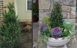 Pyramidal Compacta Japanese Holly - 3 Gallon Pot 11 Pyramidal Compacta Japanese Holly - 3 Gallon Pot -Cheap Plants Store Holly Compacta Pyramidal 2