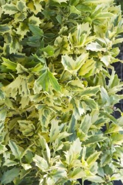 Golden Oakland Holly - 7 Gallon Pot 10 Golden Oakland Holly - 7 Gallon Pot -Cheap Plants Store Holly Golden Oakland 1 1