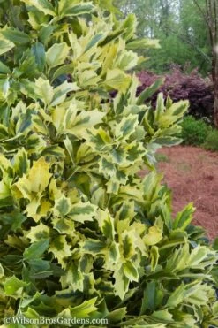 Golden Oakland Holly - 1 Gallon Pot 11 Golden Oakland Holly - 1 Gallon Pot -Cheap Plants Store Holly Golden Oakland 2