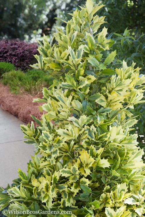 Golden Oakland Holly - 7 Gallon Pot 3 Golden Oakland Holly - 7 Gallon Pot