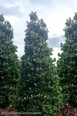 Liberty Holly - 3 Gallon Pot -Cheap Plants Store Holly Liberty 7