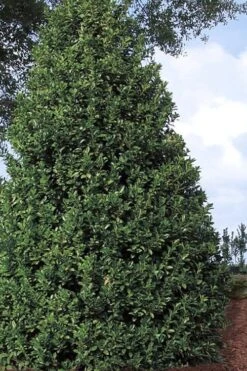 Oakland Holly - 3 Gallon Pot -Cheap Plants Store Holly Oakland 11