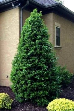 Greenleaf American Holly (Ilex Opaca) - 7 Gallon Pot -Cheap Plants Store Holly Oakland 12 1
