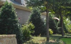 Oakland Holly - 3 Gallon Pot -Cheap Plants Store Holly Oakland 13