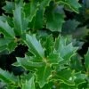 Oakland Holly - 3 Gallon Pot -Cheap Plants Store Holly Oakland 14