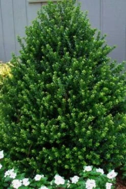 Pyramidal Compacta Japanese Holly - 3 Gallon Pot